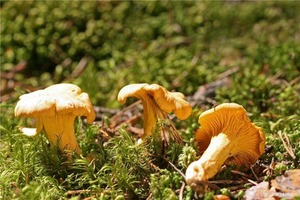 Detan Frais Sauvage Chanterelles Prix - Product Image 5