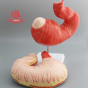 पशु हार्स पेट और हार्स गुर्दे गर्भाशय शरीर रचना विज्ञान मॉडल - Product Image 6