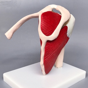 Modèle d'articulation de l'épaule humaine avec Muscle médical taille réelle articulation de l'épaule humaine avec <span class=keywords><strong>Muscles</strong></span> et Ligaments modèle anatomique - Product Image 4