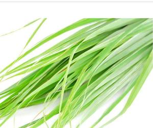 100% чистый порошок лемонграсса Cymbopogon citratus с листьями муки - Product Image 2