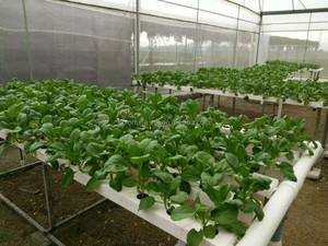 Herbe/tomate/laitue qui poussent dans le <span class=keywords><strong>bac</strong></span> <span class=keywords><strong>hydroponique</strong></span> - Product Image 3