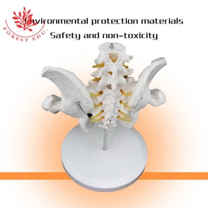 Model Pelvis Ukuran Hidup Sumber Daya Pengajaran Mencakup Dua Bagian Model Anatomi Manusia Plastik Kepala Lumbar dan Femur - Product Image 4
