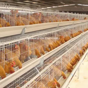 china supplier A type layer chicken cage of poultry equipment