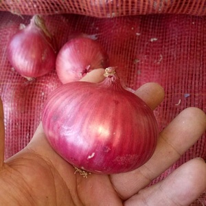 Fresh <strong>Onion</strong> Buyer - Product Image 3