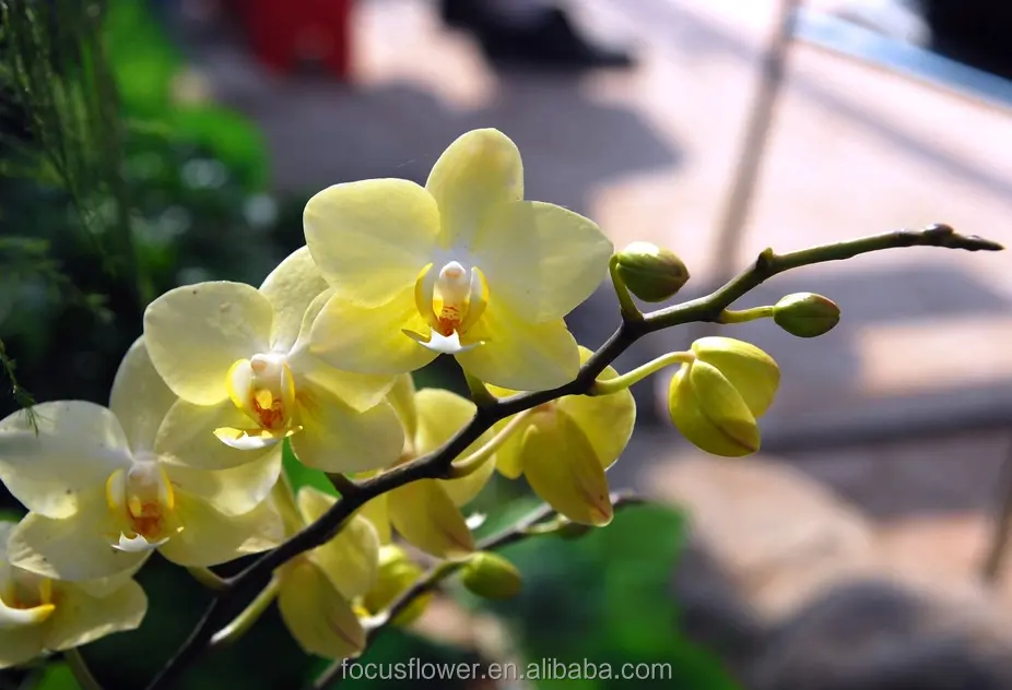 Fiori freschi Recisi Tipo di Elaborazione orchidea thailandia per matrimoni