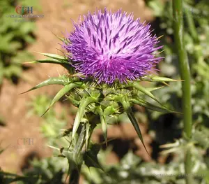 Ekstrak Tanaman Blessed Thistle/Manfaat Ekstrak Susu Thistle