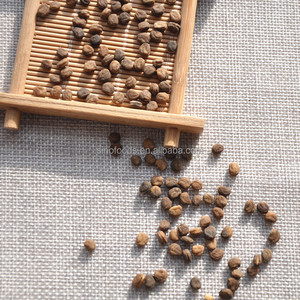 زرع بذور بذور بذور باناكس الجينسنغ الجينسنغ الطبيعية للبيع - Product Image 4