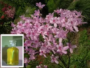 daurian rhododendron oil