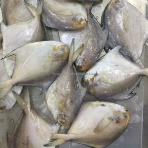 <span class=keywords><strong>Poisson</strong></span> Pomfret <span class=keywords><strong>Argent</strong></span>é Congelé Frais à Prix Bas, <span class=keywords><strong>Poisson</strong></span> Pomfret Blanc Congelé - Product Image 3