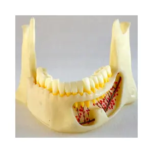 Dental studie Anatomic Onderkaak model