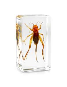 デスクトップディスプレイ用樹脂の本物の黄色のサソリ標本 - Product Image 5