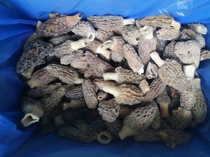 Ecodéan — champignons momoda, 1 pièce, vente en gros, pendants chinois - Product Image 5