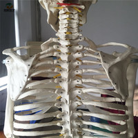 ADA BIX-A1001 - Esqueleto Humano de PVC de Tamaño Real (180 cm), Ensamblable, para Enseñanza y Uso Clínico, Modelo para Entrenamiento de Estudiantes