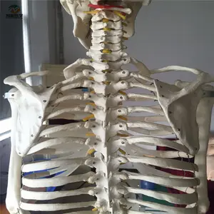 Model Model Human Anatomy Medical Science Life-size 180cm Tall Assemblable Skeleton Teaching Resources Model For Student Training A1001 ADA