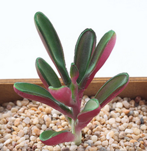 Cây Xương Rồng Giả Nhỏ, Trang Trí Nhà Cửa, Vườn Tường Trong Nhà, DIY, Cây Giả, Mọng Nước Nhân Tạo - Product Image 4