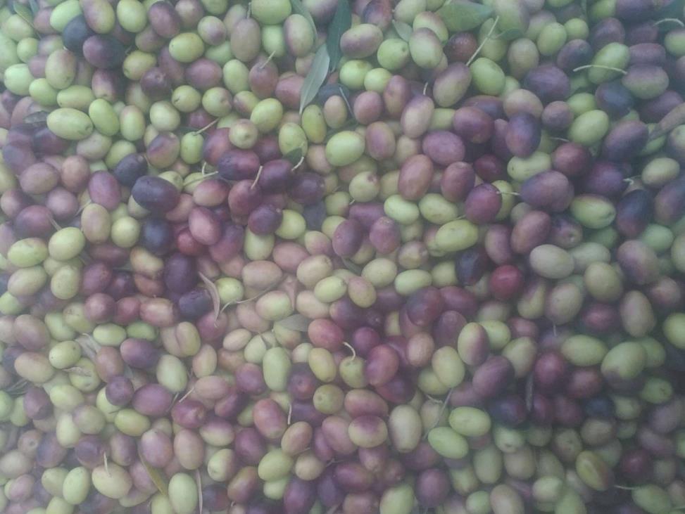 Feuilles D'Olivier Sèches Du Maroc - 100g / 0,22 Lbs - Matière Première Authentique
