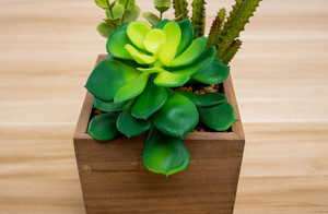 Nuevo diseño barato al por mayor de increíble artificial plantas <span class=keywords><strong>suculentas</strong></span> escritorio decoración del hogar para venta - Product Image 5