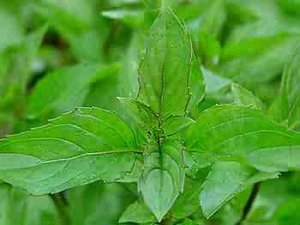 Aceite ESENCIAL DE MENTHA citrata indio natural puro 100% de alta calidad, aceite de fragancia más vendido de exportadores de confianza - Product Image 4