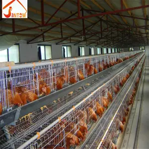 Semi automatic A type battery laying hens cages