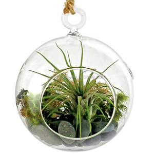 Großhandel Klar Klasse Ball Ornamente, Hängenden Glasterrarium Mit Günstigen Preis - Product Image 3