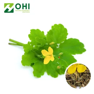 Wholesale chelidonium majus extract high quality 98% greater celandine extract powder