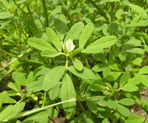 Tự nhiên hay Hy Lạp chiết xuất hạt 4- hydroxyisoleucine - Product Image 4