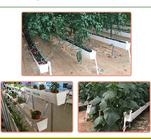 Uso agrícola, sistema hidropónico de canaletas para el cultivo de fresas, invernadero hidropónico de canaletas de fresas