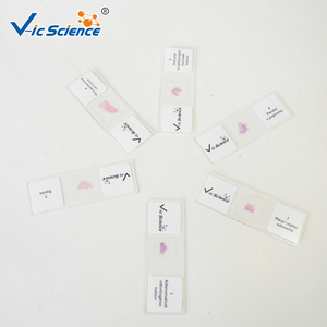 Lames préparées au microscope 48 pièces lames de pathologie buccale préparées au microscope pour l'enseignement de la pathologie en sciences médicales - Product Image 2