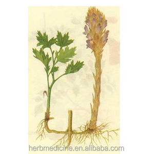 Pièces de Broomrape entières séchées Liedang Champignon de plante de Broomrape naturel à vendre - Product Image 3