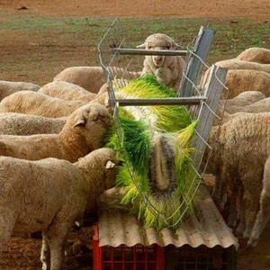 Máy Trồng Cỏ Thủy Canh Tự Động Để Trồng Lúa Mạch Xanh Cho Trang Trại Nhỏ - Product Image 4