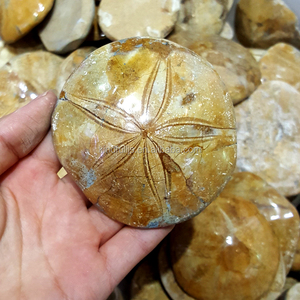 Mẫu Vật Hóa Thạch Sao Biển Hóa Thạch Tự Nhiên - Product Image 4