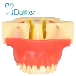 Bán Buôn Nha Khoa Xoang Nâng Thực Hành Mô Hình Được Sử Dụng Cho Thực Hành - Product Image 1