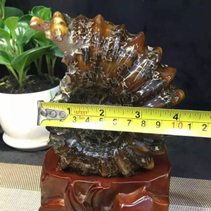 Natural Snail <strong>fossil</strong> Ammonite <strong>Fossils</strong> for Sale <strong>fossil</strong> Gemstones for Decoration - Product Image 5