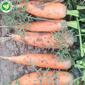 Bán Buôn Đông Lạnh Cà Rốt Giá Rẻ Xuất Khẩu Chất Lượng Cao Đông Lạnh Rau - Product Image 2