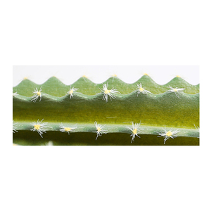 <span class=keywords><strong>Interior</strong></span> planta ornamental <span class=keywords><strong>suculentas</strong></span> al aire libre plantas <span class=keywords><strong>cactus</strong></span> artificial de plástico decoración de <span class=keywords><strong>cactus</strong></span> - Product Image 6