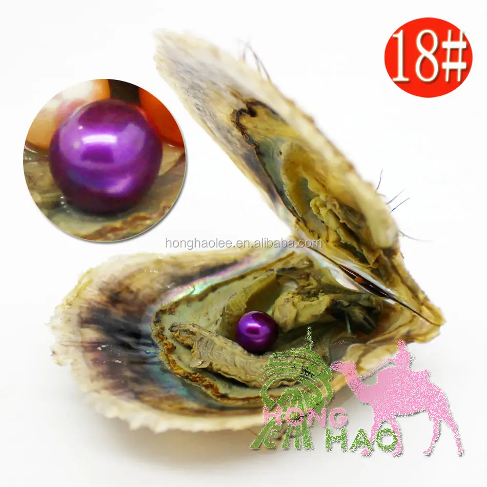 Grosir 10 buah Akoya Oyster, mutiara bulat budidaya mutiara di dalam hadiah ulang tahun (6-8mm)