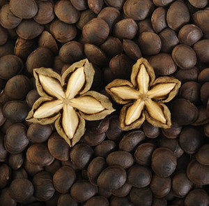 مستخلصات نباتية من نبات البلينتشي فولوبيليس مستخلصات نبات البلوكينشي مسحوق إنتشي - Product Image 3