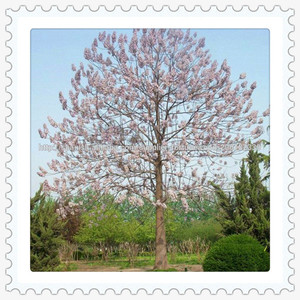 <span class=keywords><strong>Semillas</strong></span> <span class=keywords><strong>Paulownia</strong></span> Chinos - Product Image 6