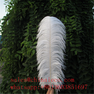 Plumes d'autruche royale séchées, vente en gros, unités, 22-24 pouces, 55-60 cm - Product Image 4
