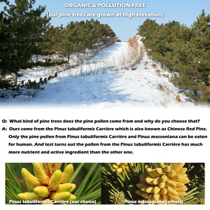 QINSHANTANG Food Grade 100% Pure <span class=keywords><strong>Pine</strong></span> Pólen Cell Wall Rachado Extrato Natureza Herbal Extrato Pinus Tabulaeformis Tambor Embalagem