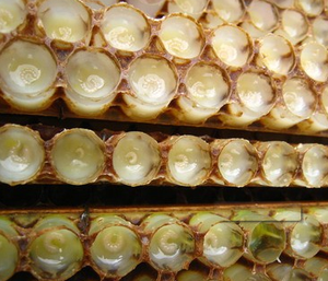Lait d'abeille biologique, <span class=keywords><strong>gelée</strong></span> <span class=keywords><strong>royale</strong></span> fraîche <span class=keywords><strong>naturelle</strong></span> à vendre - Product Image 2