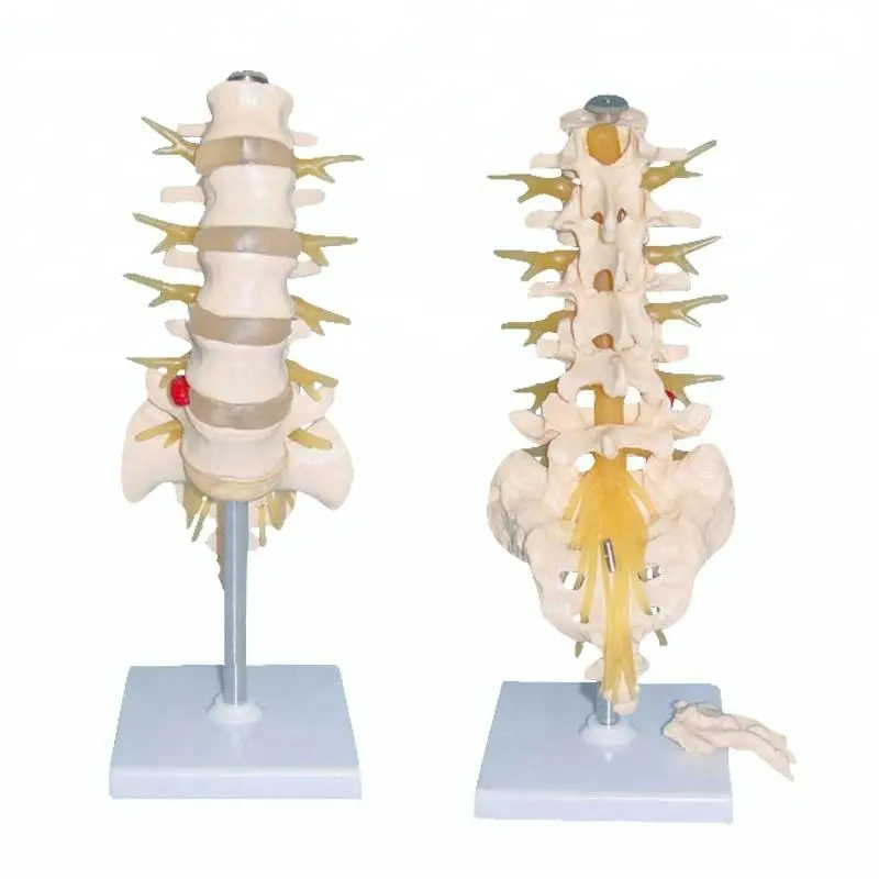 Modèle de Structure d'anatomie squelettique des vertèbres et des nerfs lombo-sacrés humains