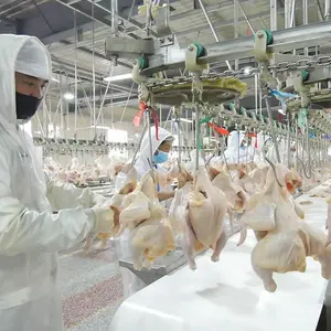 Equipo de matadero de aves de corral, maquinaria de procesamiento de carne de pollo, 1000BPH