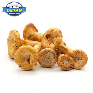 Detan Frais Chanterelles Champignons Sauvages <span class=keywords><strong>Prix</strong></span> - Product Image 1