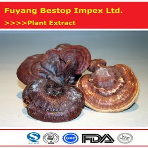 영지 ISO 제조 공급 높은 품질의 레드 영지 버섯 추출물