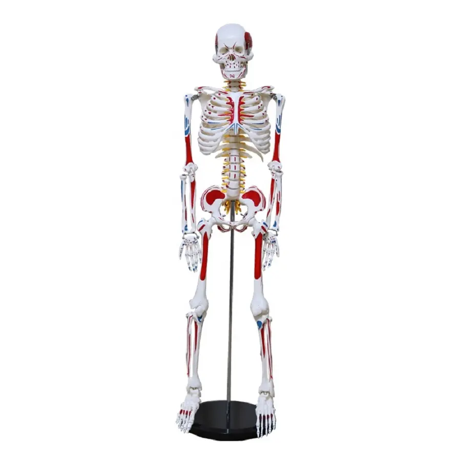 Esqueleto de ponto muscular, esqueleto de 180cm 170cm 85cm modelo humano anatômico flexível e médico com números