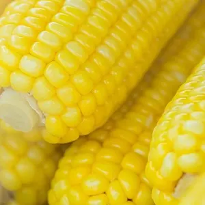 Healthy Food Cut/Whole IQF Vegetables Bulk Frozen Sweet Corn