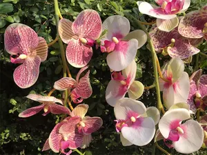 7 головок, оптовая продажа, цветок орхидеи на ощупь, искусственная Орхидея Фаленопсис высокого качества для украшения гостиной