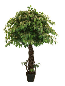 Árbol decorativo de jardín de interior bonsai ficus microcarpa, banyan bonsai - Product Image 6
