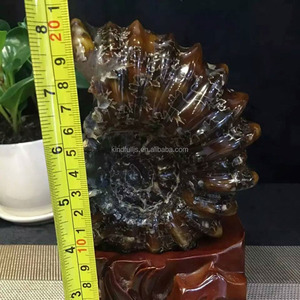 Natural Snail <strong>fossil</strong> Ammonite <strong>Fossils</strong> for Sale <strong>fossil</strong> Gemstones for Decoration - Product Image 6